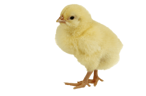 chicken_transparent